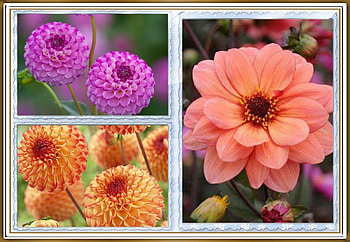 FLOWER COLLAGE, FLOWER, NATURE, COLLAGE HD wallpaper