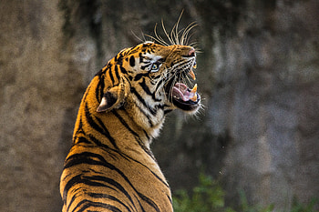 Animals, Grin, Predator, Tiger, Fangs HD wallpaper