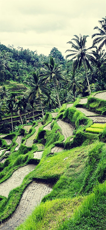Vietnam's rice terraces, Stunning graphy, Green wall art, Digital prints HD phone wallpaper