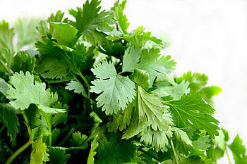 Cilantro bunch, Fresh herb, Culinary ingredient, Simple white background HD wallpaper