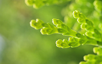 Grass, Background, Plant, Macro, Greens HD wallpaper