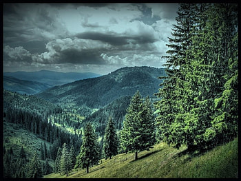 Downhill, trees HD wallpaper