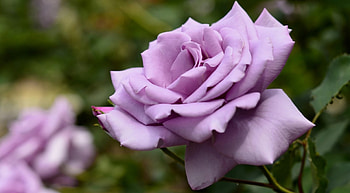 * Soft purple rose *, tender, rose, purple, petals, flower, soft HD wallpaper