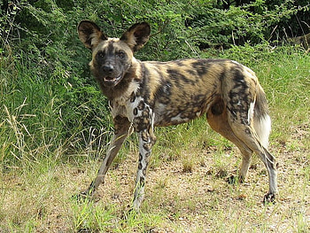 WILD DOG FROM AFRICA, africa, dog, wildlife, canine, wild HD wallpaper