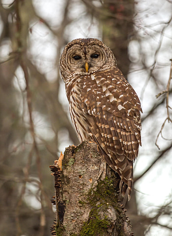 Animals, Owl, Feather, Bird, Wood, Tree, Tawny Owl HD phone wallpaper