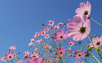 Cosmos Flowers, nature, pink, sky HD wallpaper