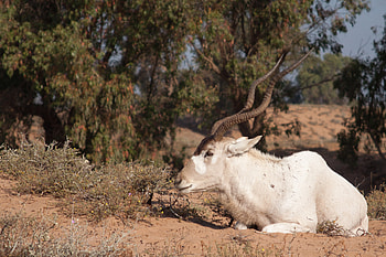 of, Addax nasomaculatus, Inaturalist, Addax HD wallpaper