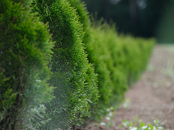 Gartentipps vom Pflanzenexperten, Hecken Hutzler, Expert advice, Perfect hedges HD wallpaper