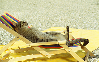 Animals, Cats HD wallpaper