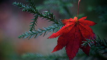 Red maple leaf, Nature leaves, Plants , Red maple leaf HD wallpaper