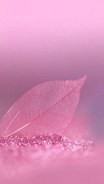 Pink, feather HD phone wallpaper