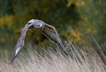Buzzard (Animal), Runner's encounter, Buzzard attack, Unusual wildlife encounter HD wallpaper