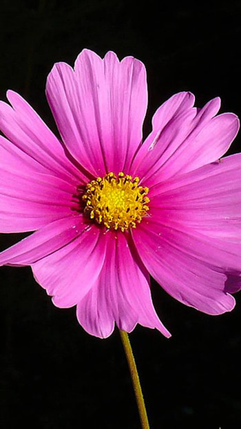 pink flower, flower, earth, nature HD phone wallpaper