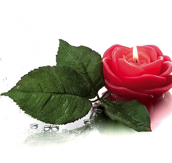 Rose candle, entertainment, beautiful, fresh, rose, pink, fashion, love, green, vcandle, romantic, evening, forever HD wallpaper