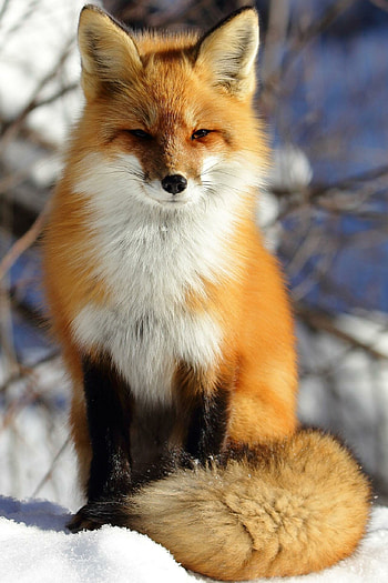 Captivating foxes, Striking visuals, Alluring creatures, Wildlife graphy HD phone wallpaper