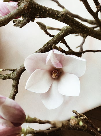 Intimate close-up of a delicate magnolia blossom on a branch, showcasing nature's elegance in spring. HD phone wallpaper
