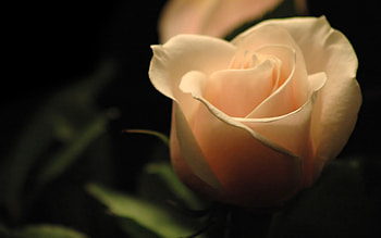 Plants, Flowers, Roses HD wallpaper