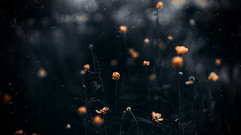 Flowers, Macro, Blur, Smooth HD wallpaper