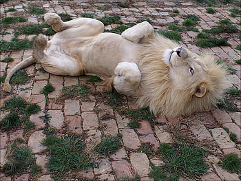 Lion having a roll., king, cat, beautiful, lion, play HD wallpaper