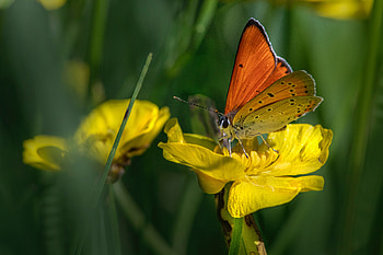 Orange butterfly on yellow flower, graphy, orange, creation, background, butterflies, bugs, green, yellow, , nature, flowers, moth HD wallpaper