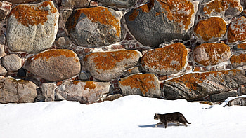 Animals, Snow, Cat, Wall, Stone, Stroll HD wallpaper