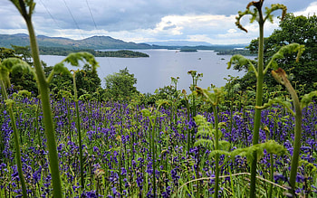 The actual Loch Lomond, Scotland, sky, water, hills, plants, trees, clouds HD wallpaper