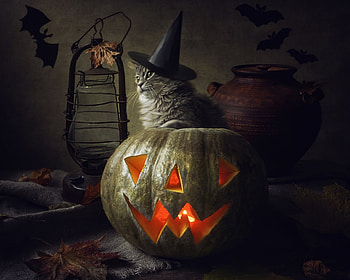 Happy Halloween!, animal, daykiney, cat, orange, witch, pisica, halloween, pumpkin, autumn, hat HD wallpaper