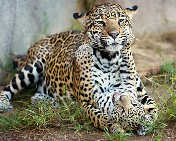Animals, Cats, Jaguar, Predators, Kitty, Kitten, Motherhood, Baby Jaguar, Jaguar Cub HD wallpaper