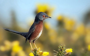 Animals, Nature, Flowers, Sky, Bird HD wallpaper
