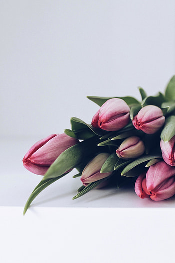 Pink flowers, fresh tulips HD phone wallpaper