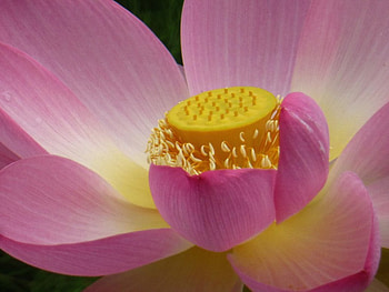 Inner Beauty, pink, nature, lotus, yellow HD wallpaper