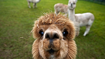 Elegant alpaca, Subtle beauty, Beautiful artwork, 73573 HD wallpaper