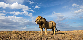 Big Cat Lion, lion, animals HD wallpaper