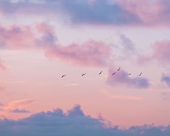 A tranquil twilight sky painted in pastels with a flock of birds in flight, creating a serene atmosphere. HD wallpaper