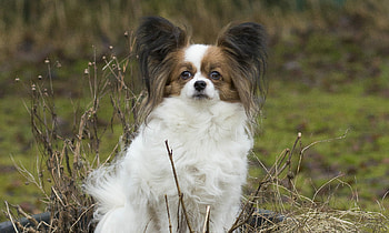 Papillon Dog, Bella - two princes HD wallpaper