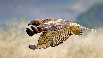 Animals, Bird, Flight, Wave, Hawk, Sweep HD wallpaper