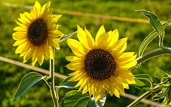 Sunflowers, Latvia, flowers, yellow HD wallpaper