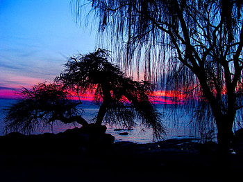 At dusk, night, blue, sea, colors, dusk, beach, lake, trees, nature, willow, water, evening, sunset HD wallpaper