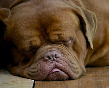 Let Sleeping Dogs Lie, cute, head, large, sleeping, nose, brown, ears, tongue, lovely HD wallpaper