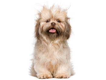 I need a hat!, animal, dog, puppy, cute, hair HD wallpaper