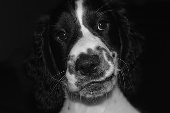 Animals, Dog, Spotty, Spotted, Pet, Bw, Chb, Springer Spaniel HD wallpaper