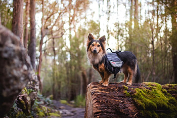 Dog, sweet, animal, dogs, cute, beautiful, puppys, puppy, pretty, animals, lovely HD wallpaper