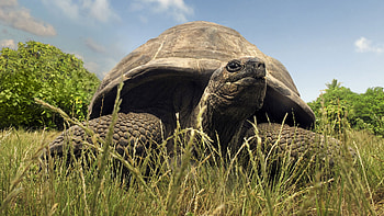 Fregate Island, Aldabra Giant Tortoise HD wallpaper