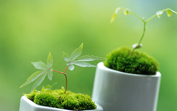 Plants, Cannabis HD wallpaper