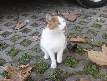 Lilly, outdoor, cats, cute, animals HD wallpaper