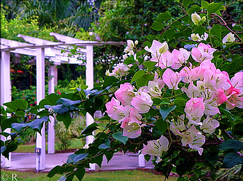 Spring rebirth, branch, pink, blossoms, trees, forest, trellis HD wallpaper