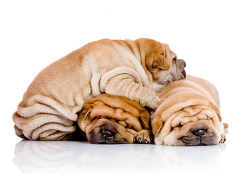 Sweet sharpei trio, animal, dog, puppy, sharpei, pet HD wallpaper