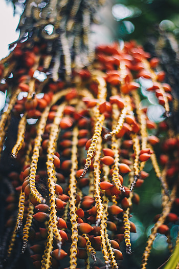 Berries, Plant, Macro, Bunch HD phone wallpaper