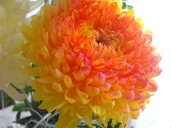 Orange and yellow flower, nature, orange, yellow, flower HD wallpaper
