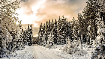 Beautiful Winter Scenery Path Forest Frozen Trees During Sunset Winter HD wallpaper